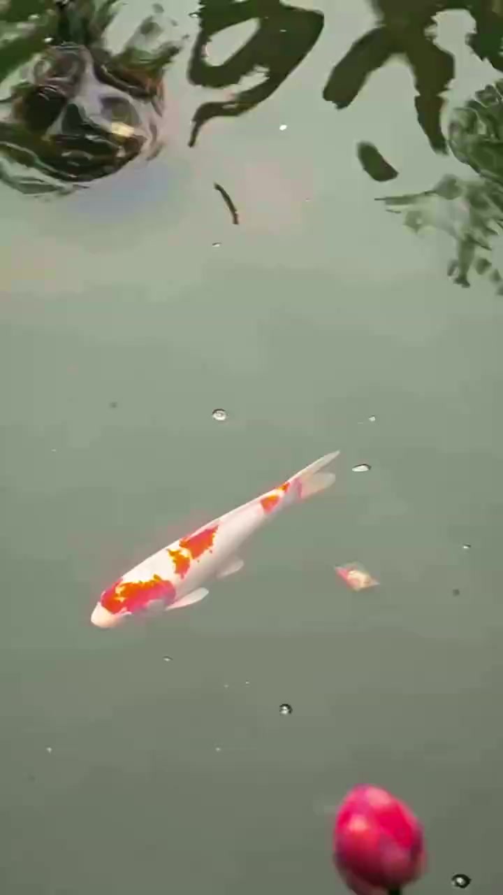 006
