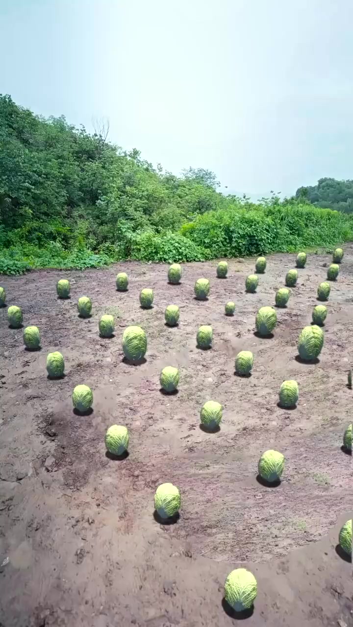 009