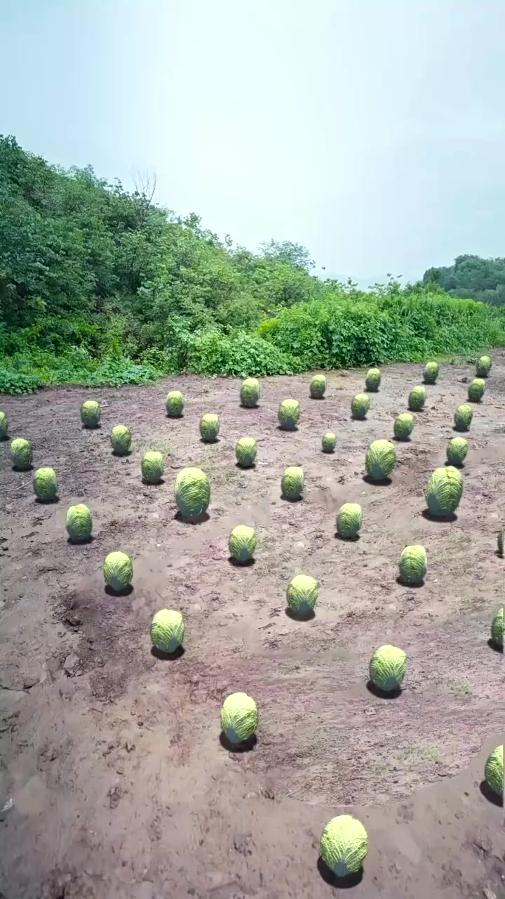 009