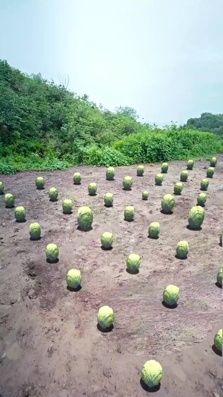 009